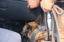 Polícia Rodoviária utiliza cães de faro contra o tráfico de drogas no Litoral