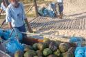 Sanepar coleta coco verde nas praias e envia cascas a projeto ambiental sustentável