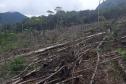 Homem é preso pela Polícia Ambiental por desmatamento ilegal de 7 hectares em Antonina