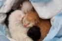Em Matinhos, Polícia Civil resgata do lixo quatro gatos recém-nascidos