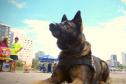 Cães policiais da PCPR interagem com a sociedade no Litoral
