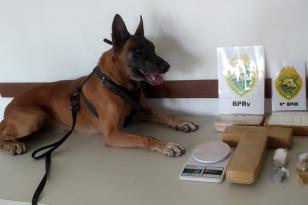 Cão de faro da Polícia Rodoviária Estadual descobre drogas em casa em Guaratuba